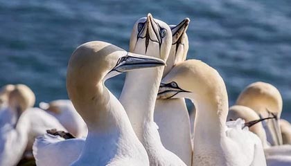 三级小说官方手机安装