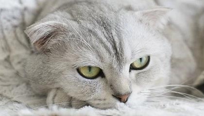 爆笑！网红事件曝光了，结局没人想到，网红事件网址